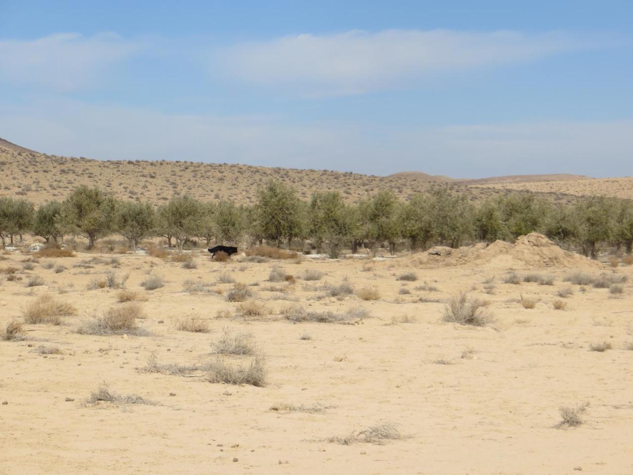 Succah In The Desert Mițpe Ramon Exterior foto